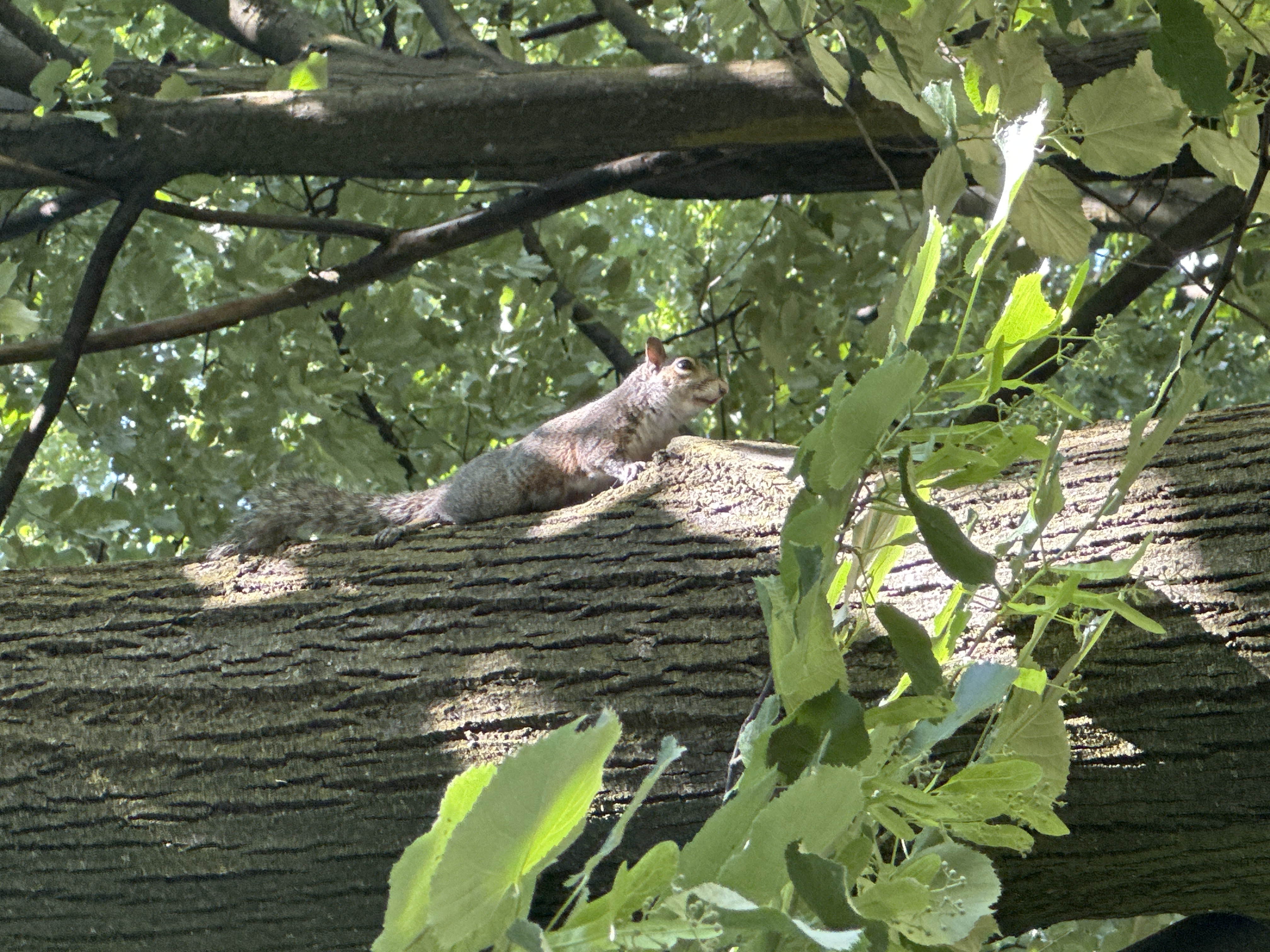 Scoiattoli e animaletti in Milano