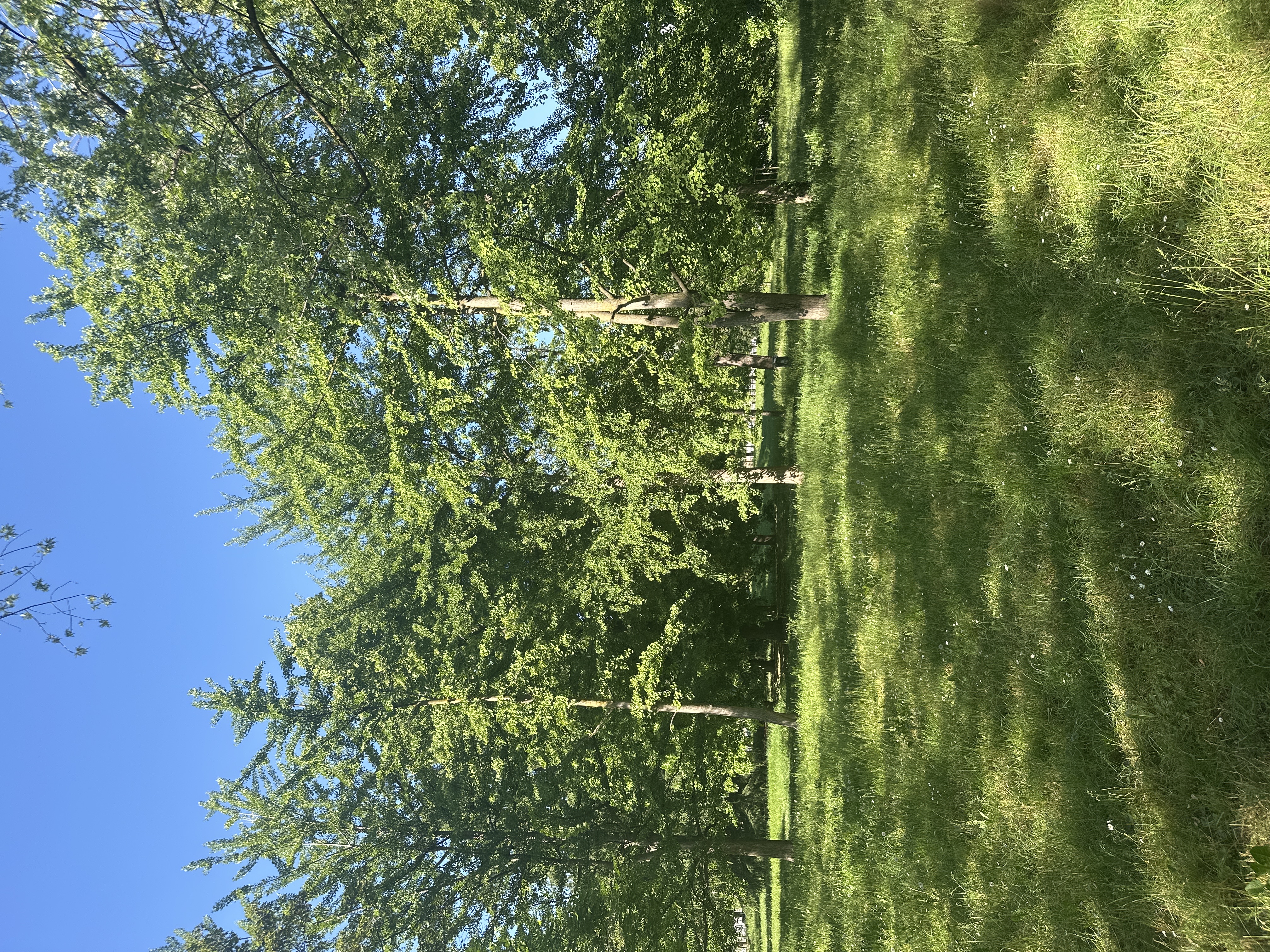 Scoiattoli e animaletti in Milano